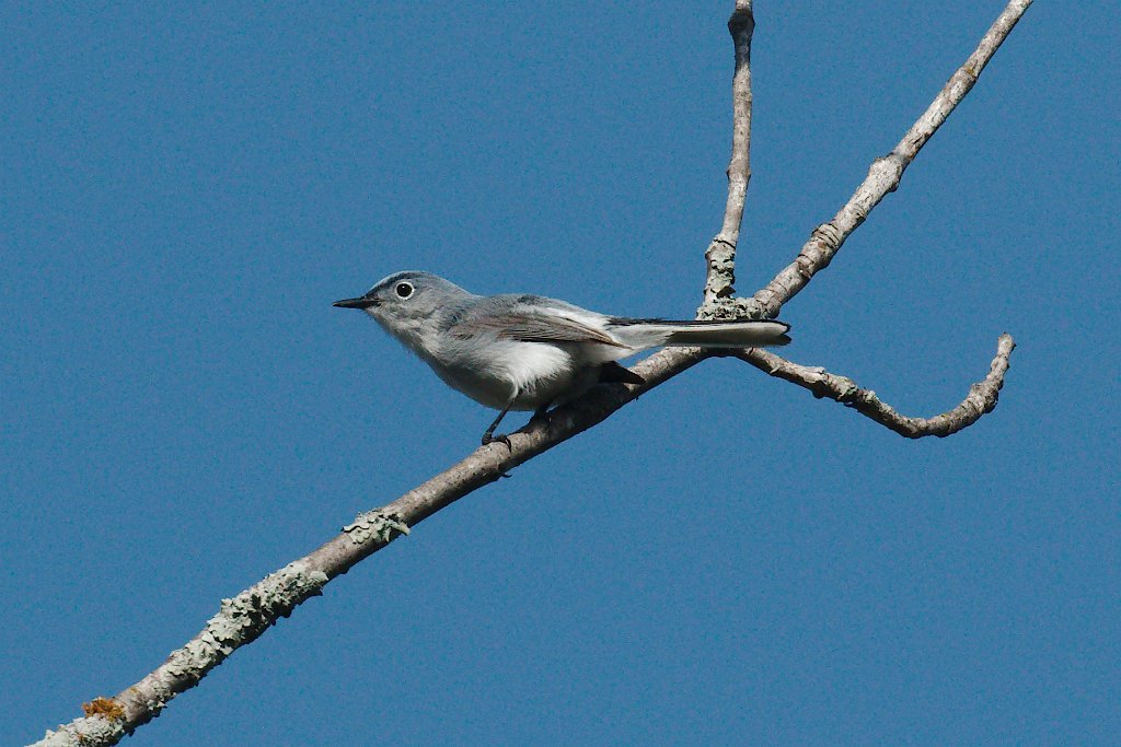 Blue-gray Gnatcatcher 2015-04-25_2.jpg